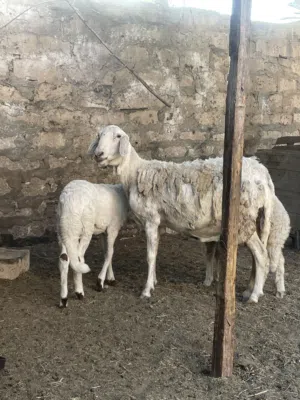 نعجة تومية هجين بسم الله مشالله