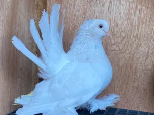 ذكر روسي مبروص