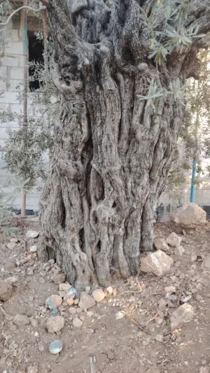 زيتون رومي قديم