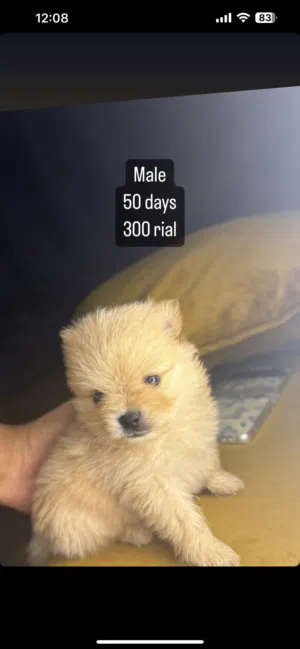 Pure pomeranian