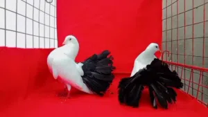 مطلوب جوز حمام هزاز قصة ذيل بسعر معقول