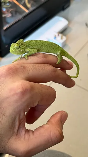Other Animals3