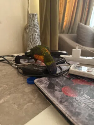 لوري ريمبو