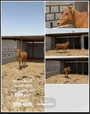 للبيع/ بقره أضحيه سمينه  ماشاءالله المكان : أبوظبي العدله السعر/ 8000