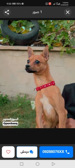 دكر شيواوا ربي يبارك عمره 7 شهور