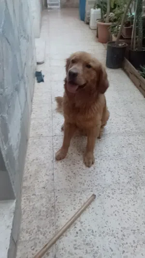كلب جولدن عمره 9 اشهر
