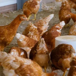 بيض دجاج لوهمان براون