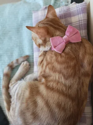 اسماء جميل 