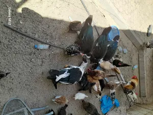 ‏دجاج‏3