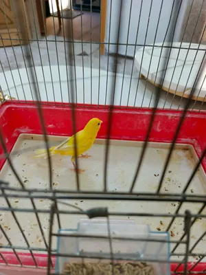 Birds0