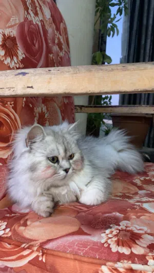 موجود قطه شانشيلا للبيع بسعر مغري