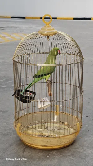 indina ringneck