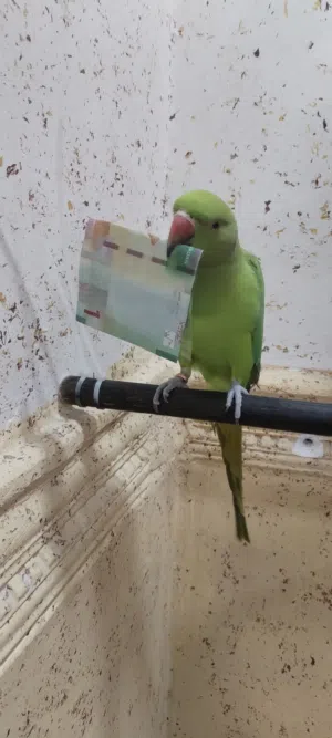 جوز ببغاء شغال للبيع