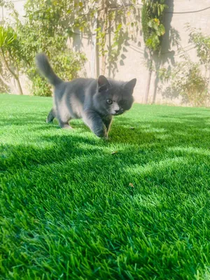 Persian cat for Adoption