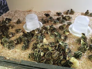 متوفر فري فقس جامبو الثلاث حبات بدينار للكوم صحه ونضافه حبات ما شاء الله يلي حاب يقنى