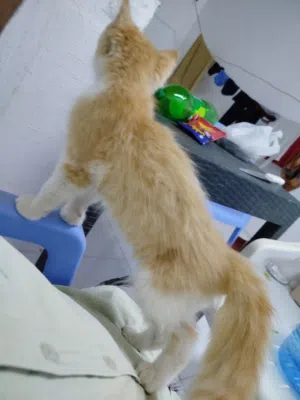 cat orange