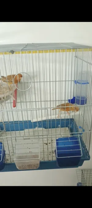 مجموعه طيور وجواز كناري للبيع