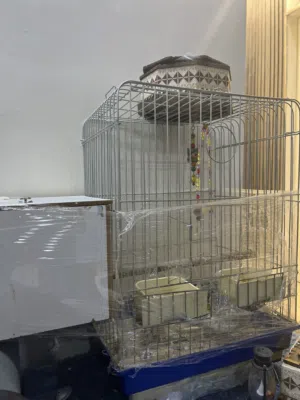 ببغاء كوكتيل