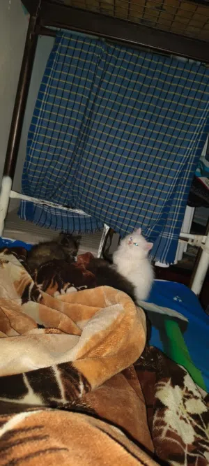 3 cat babies for sale