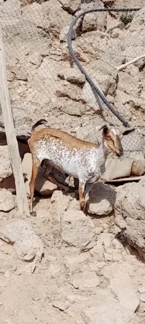للبيع شاااه صلاليه ثالث وولده ضرع صاحي سمنه ووسط ولحين عشار بدون اسنان