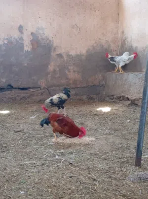دياك فرنسيات