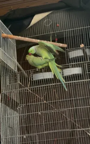 جوز دره جامبو