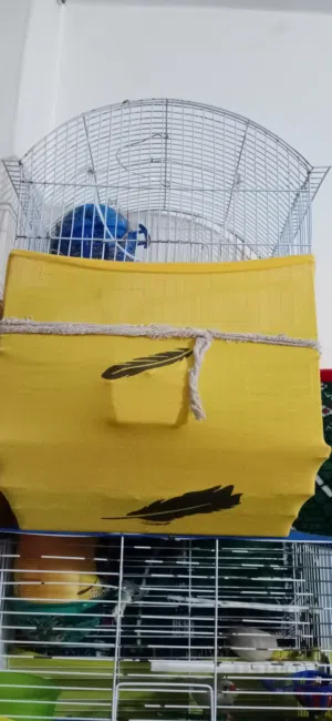 جوزين جنه كل جوز ابقفص مشاء الله جوز بايض وجوز بدو ايبيض