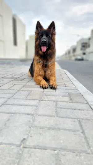 For Sale – German Shepherd Long Hair (Show Line)  للبيع – جيرمن شيبرد لونغ هير (Show Line)