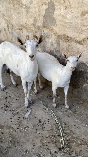 عينك ع الزين ماشاءالله تبارك الرحمن