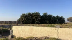 مزرعة نخيل