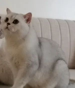 ذكر سكوتش ستريت للبيع /male scottish straight for sale