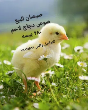 دجاج لاحم لببيع