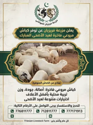 كباش تهامي مروعي غني عن التعريف