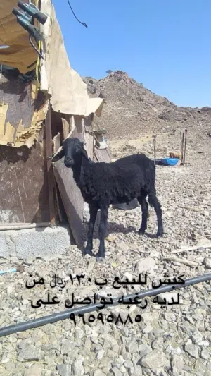 كبش وصخل للبيع أمورهن طيبه وسمان م شاء الله العمر 7 شهور
