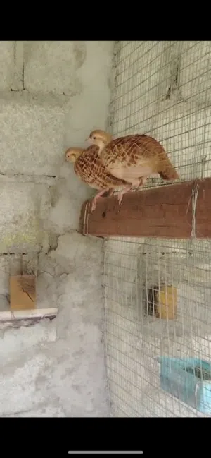 صفرد باكستاني زوج