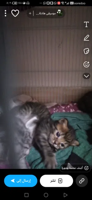 قطط اليفه للبيع