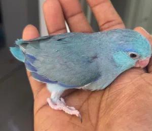 Pacific parrotlet chicks