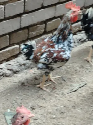 5 ديوجه للبيع