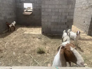 معز جديان عناق
