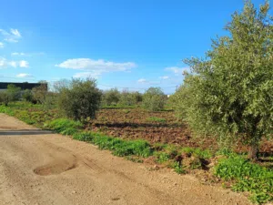 قطعة ارض في حوفا الوسطية للبيع