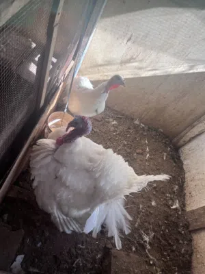 ديك و دجاجتين هولندي