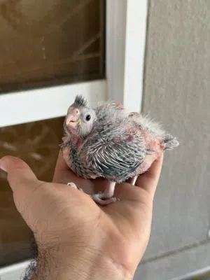 فروخ كوكتيل