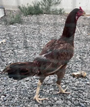 Pakistani Chickens for Sale Location Buraimi / Best cheap price