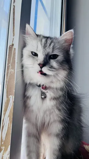 Female persian cat 1yr and 6months old
