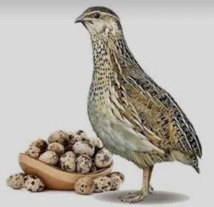 سمان سوبر جامبو اقل عن سعر السوق