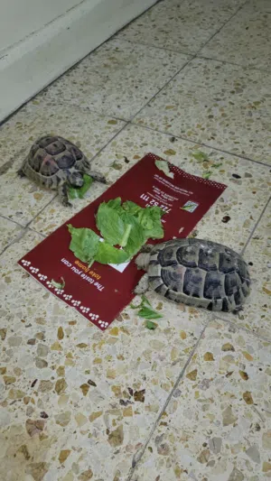 Pair of Tortoise
