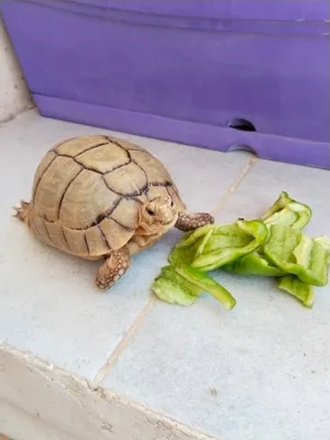 Turtles0