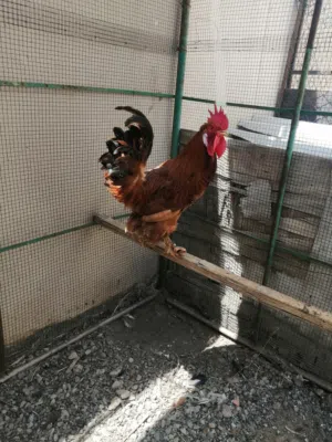 ديك كوتشن للبيع