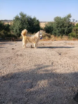 أنثى سموايد مستوى عالي