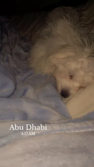 كلب مالتيز dog عمره خمس شهور عنده جواز